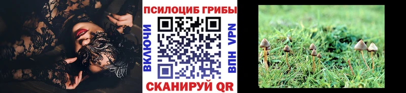 блэк спрут ссылки  наркошоп  Ржев  Галлюциногенные грибы Psilocybe 